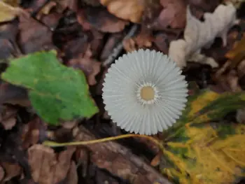 Paddestoelen Kennedy bos Kortrijk (België)